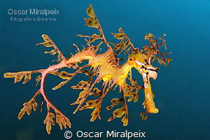 Leafy Sea Dragon by Oscar Miralpeix 